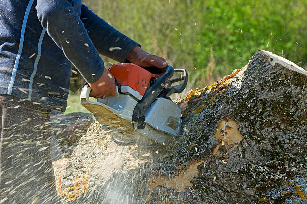 Tree and Shrub Care in Nokomis, FL